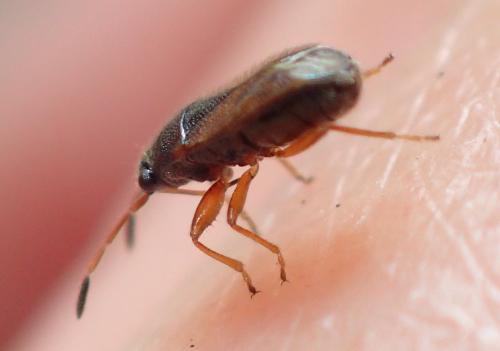 Réf. 325 186 : Stygnocoris sabulosus